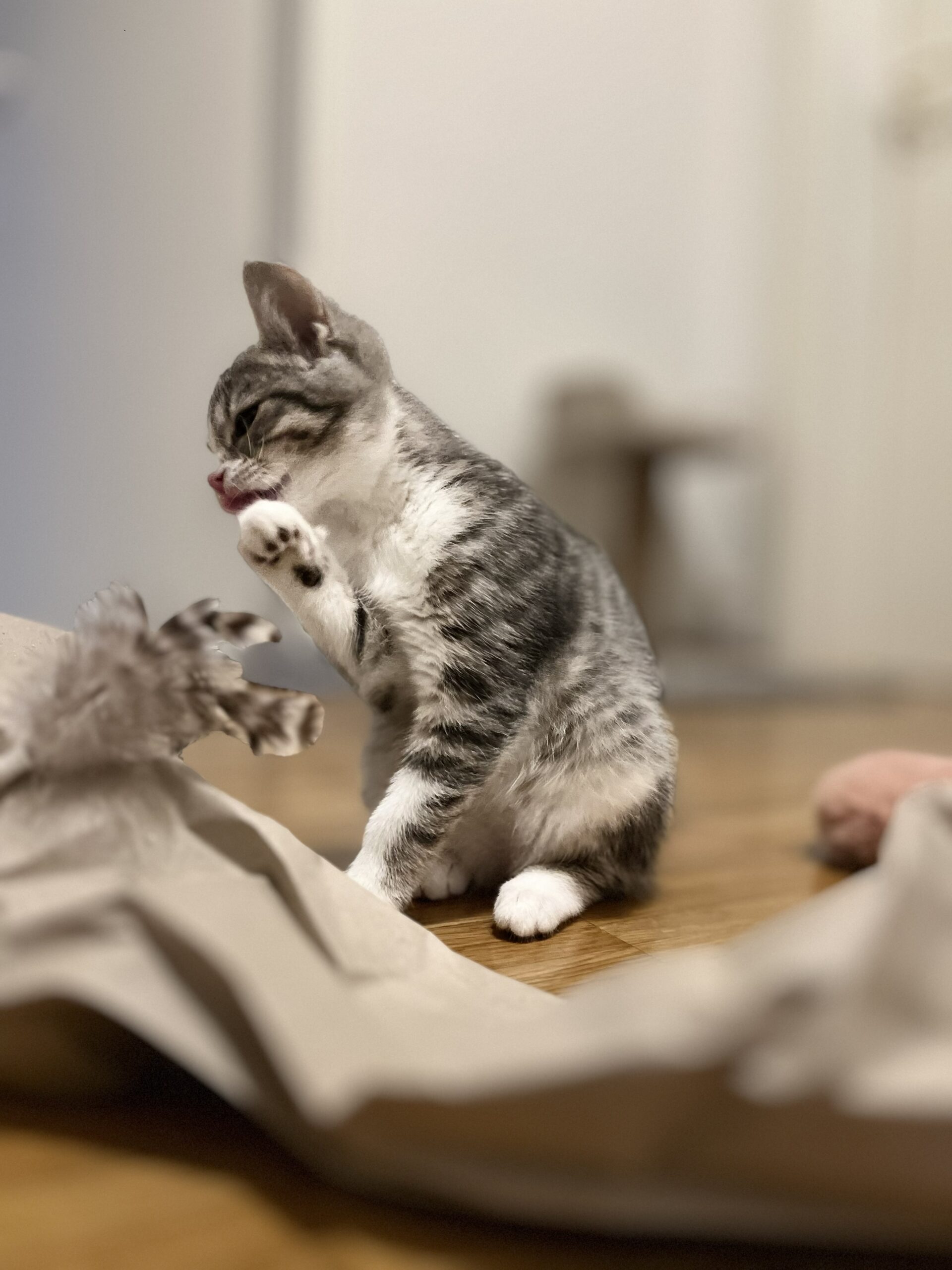 img 0062 Kitten, das seine Pfote abschleckt