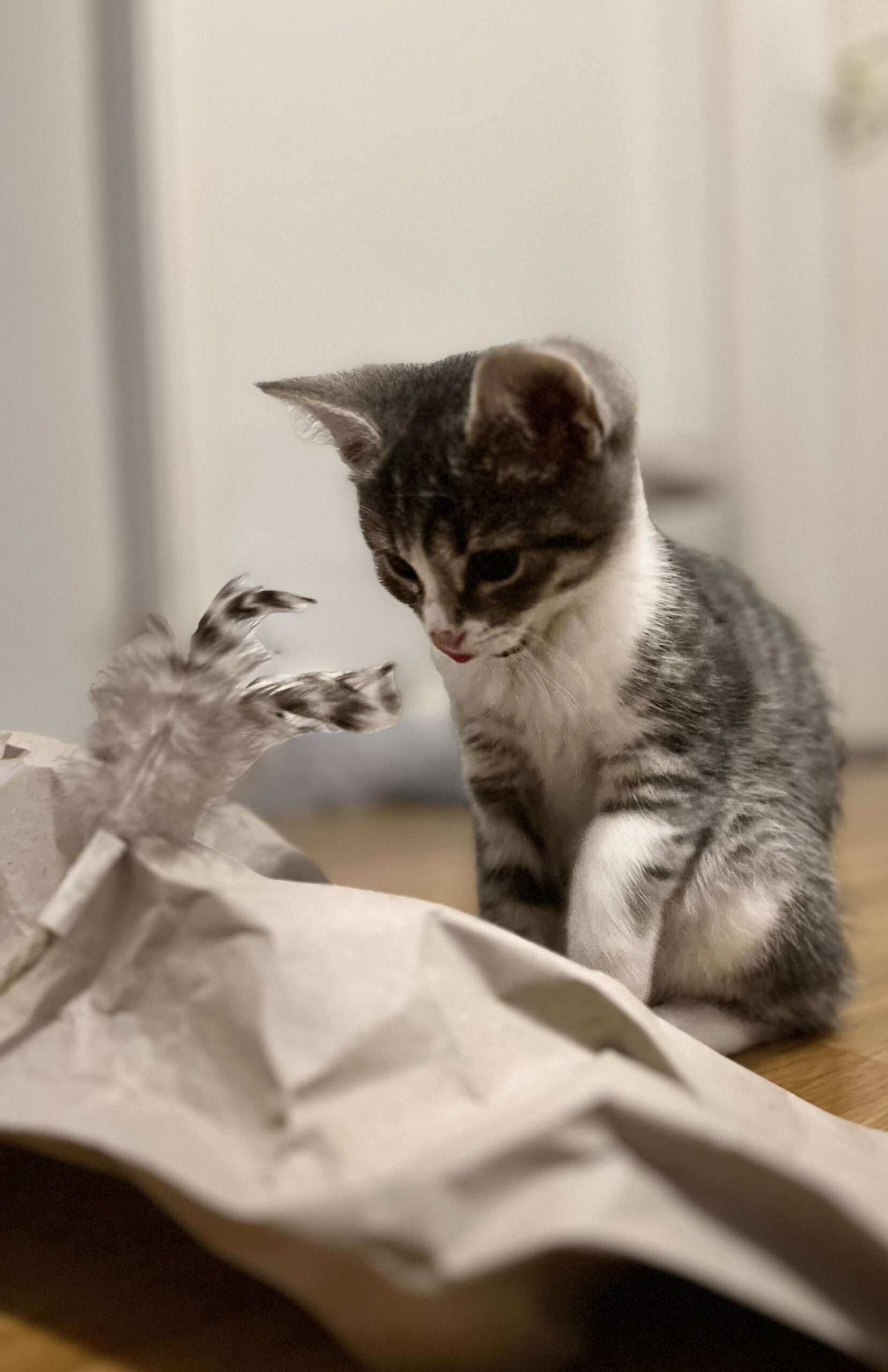 Kitten mit Federspielzeug