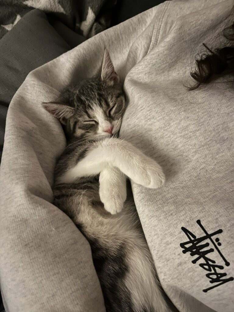 Kitten schlafend im Arm