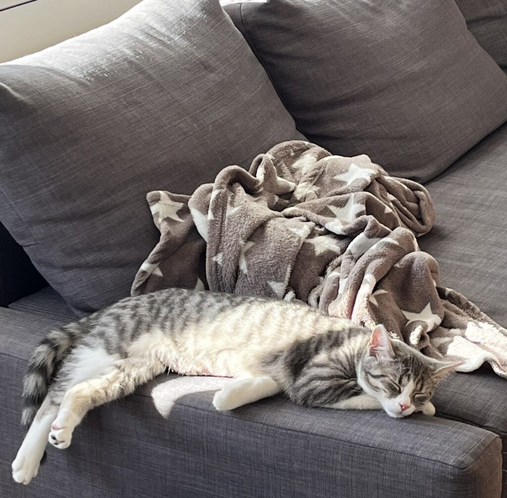 schlafende Katze auf Couch