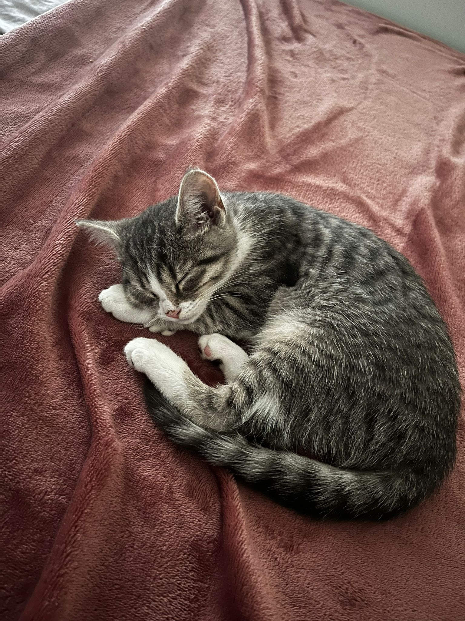 Schlafende Katze auf rosa Decke