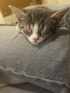 Schlafende Katze (Katzenkopf)